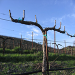 Vineyard Pruners Required