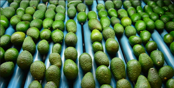 Avocado Sorting