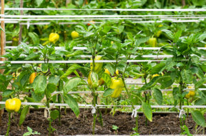 Capsicum Plants