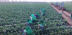 Vegetable Pickers