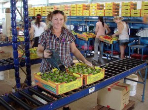 Fruit Packing