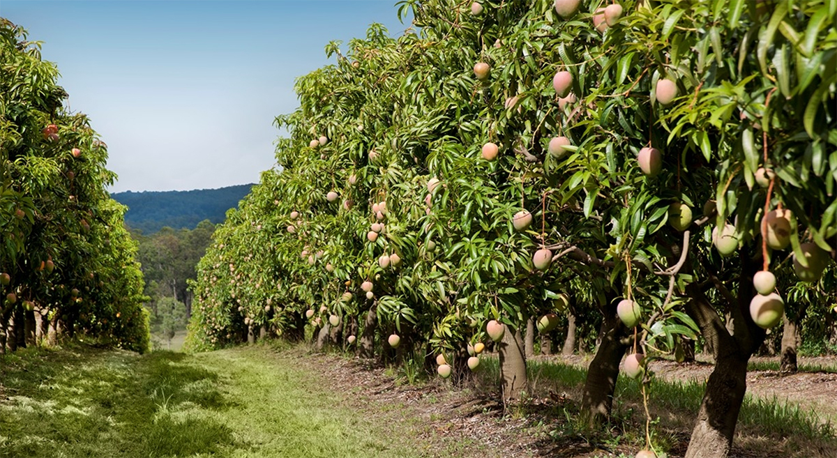 Fruit Picking