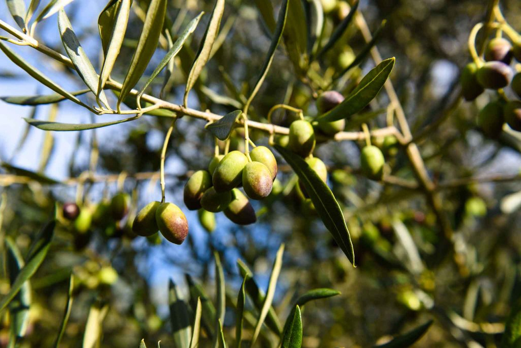 Olive Picking WA