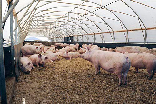Pig Farm Jobs