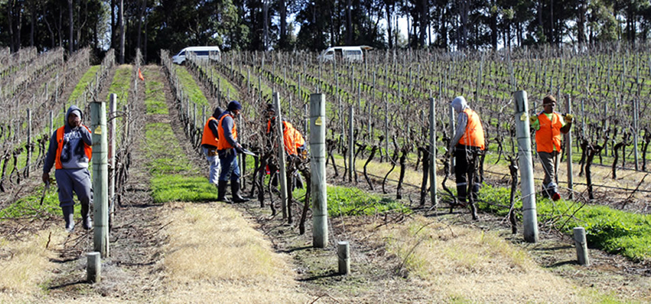 Vineyards